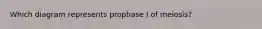 Which diagram represents prophase I of meiosis?