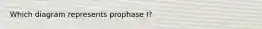 Which diagram represents prophase I?