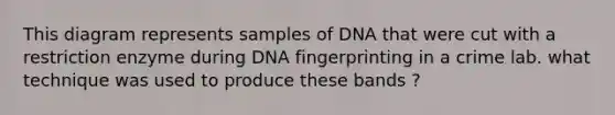 This diagram represents samples of DNA that were cut with a restriction enzyme during DNA fingerprinting in a crime lab. what technique was used to produce these bands ?