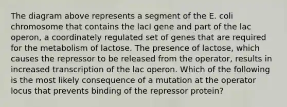 The diagram above represents a segment of the E. coli chromosome that contains the lacI gene and part of the lac operon, a coordinately regulated set of genes that are required for the metabolism of lactose. The presence of lactose, which causes the repressor to be released from the operator, results in increased transcription of the lac operon. Which of the following is the most likely consequence of a mutation at the operator locus that prevents binding of the repressor protein?