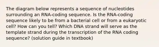 The diagram below represents a sequence of nucleotides surrounding an RNA-coding sequence. Is the RNA-coding sequence likely to be from a bacterial cell or from a eukaryotic cell? How can you tell? Which DNA strand will serve as the template strand during the transcription of the RNA coding sequence? (solution guide in textbook)