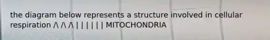 the diagram below represents a structure involved in cellular respiration / / / | | | | | | MITOCHONDRIA