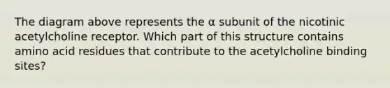 The diagram above represents the α subunit of the nicotinic acetylcholine receptor. Which part of this structure contains amino acid residues that contribute to the acetylcholine binding sites?