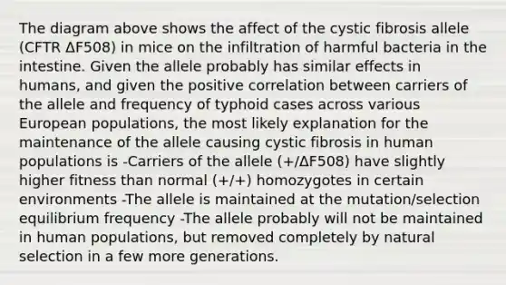 The diagram above shows the affect of the cystic fibrosis allele (CFTR ΔF508) in mice on the infiltration of harmful bacteria in the intestine. Given the allele probably has similar effects in humans, and given the positive correlation between carriers of the allele and frequency of typhoid cases across various European populations, the most likely explanation for the maintenance of the allele causing cystic fibrosis in human populations is -Carriers of the allele (+/ΔF508) have slightly higher fitness than normal (+/+) homozygotes in certain environments -The allele is maintained at the mutation/selection equilibrium frequency -The allele probably will not be maintained in human populations, but removed completely by natural selection in a few more generations.