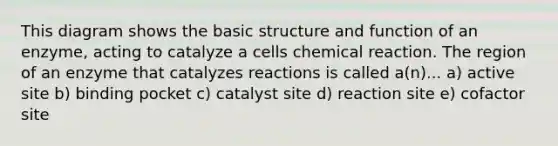 This diagram shows the basic structure and function of an enzyme, acting to catalyze a cells chemical reaction. The region of an enzyme that catalyzes reactions is called a(n)... a) active site b) binding pocket c) catalyst site d) reaction site e) cofactor site