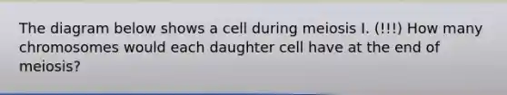 The diagram below shows a cell during meiosis I. (!!!) How many chromosomes would each daughter cell have at the end of meiosis?