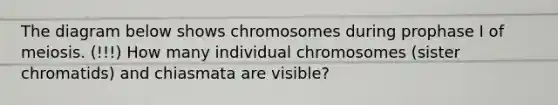 The diagram below shows chromosomes during prophase I of meiosis. (!!!) How many individual chromosomes (sister chromatids) and chiasmata are visible?