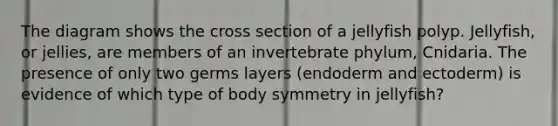 The diagram shows the cross section of a jellyfish polyp. Jellyfish, or jellies, are members of an invertebrate phylum, Cnidaria. The presence of only two germs layers (endoderm and ectoderm) is evidence of which type of body symmetry in jellyfish?