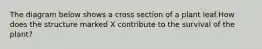 The diagram below shows a cross section of a plant leaf.How does the structure marked X contribute to the survival of the plant?
