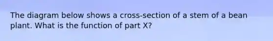 The diagram below shows a cross-section of a stem of a bean plant. What is the function of part X?