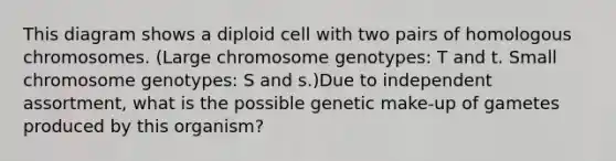 This diagram shows a diploid cell with two pairs of homologous chromosomes. (Large chromosome genotypes: T and t. Small chromosome genotypes: S and s.)Due to independent assortment, what is the possible genetic make-up of gametes produced by this organism?