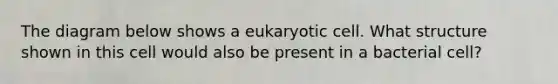 The diagram below shows a eukaryotic cell. What structure shown in this cell would also be present in a bacterial cell?