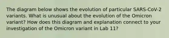 The diagram below shows the evolution of particular SARS-CoV-2 variants. What is unusual about the evolution of the Omicron variant? How does this diagram and explanation connect to your investigation of the Omicron variant in Lab 11?