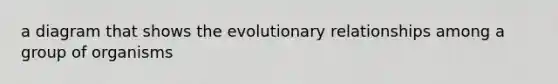 a diagram that shows the evolutionary relationships among a group of organisms