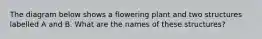 The diagram below shows a flowering plant and two structures labelled A and B. What are the names of these structures?