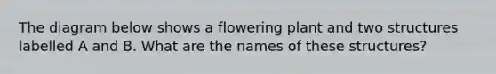 The diagram below shows a flowering plant and two structures labelled A and B. What are the names of these structures?