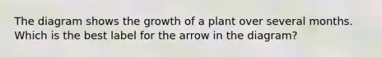 The diagram shows the growth of a plant over several months. Which is the best label for the arrow in the diagram?