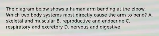 The diagram below shows a human arm bending at the elbow. Which two body systems most directly cause the arm to bend? A. skeletal and muscular B. reproductive and endocrine C. respiratory and excretory D. nervous and digestive