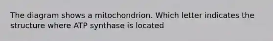 The diagram shows a mitochondrion. Which letter indicates the structure where ATP synthase is located