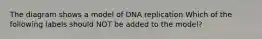 The diagram shows a model of DNA replication Which of the following labels should NOT be added to the model?