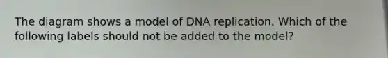 The diagram shows a model of DNA replication. Which of the following labels should not be added to the model?