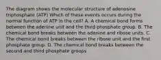 The diagram shows the molecular structure of adenosine triphosphate (ATP) Which of these events occurs during the normal function of ATP in the cell? A. A chemical bond forms between the adenine unit and the third phosphate group. B. The chemical bond breaks between the adenine and ribose units. C. The chemical bond breaks between the ribose unit and the first phosphate group. D. The chemical bond breaks between the second and third phosphate groups