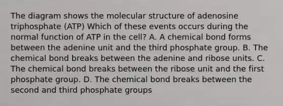 The diagram shows the molecular structure of adenosine triphosphate (ATP) Which of these events occurs during the normal function of ATP in the cell? A. A chemical bond forms between the adenine unit and the third phosphate group. B. The chemical bond breaks between the adenine and ribose units. C. The chemical bond breaks between the ribose unit and the first phosphate group. D. The chemical bond breaks between the second and third phosphate groups