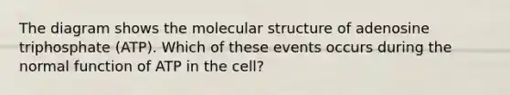 The diagram shows the molecular structure of adenosine triphosphate (ATP). Which of these events occurs during the normal function of ATP in the cell?