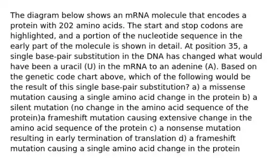 The diagram below shows an mRNA molecule that encodes a protein with 202 amino acids. The start and stop codons are highlighted, and a portion of the nucleotide sequence in the early part of the molecule is shown in detail. At position 35, a single base-pair substitution in the DNA has changed what would have been a uracil (U) in the mRNA to an adenine (A). Based on the genetic code chart above, which of the following would be the result of this single base-pair substitution? a) a missense mutation causing a single amino acid change in the protein b) a silent mutation (no change in the amino acid sequence of the protein)a frameshift mutation causing extensive change in the amino acid sequence of the protein c) a nonsense mutation resulting in early termination of translation d) a frameshift mutation causing a single amino acid change in the protein