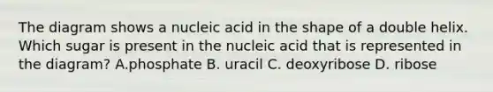 The diagram shows a nucleic acid in the shape of a double helix. Which sugar is present in the nucleic acid that is represented in the diagram? A.phosphate B. uracil C. deoxyribose D. ribose