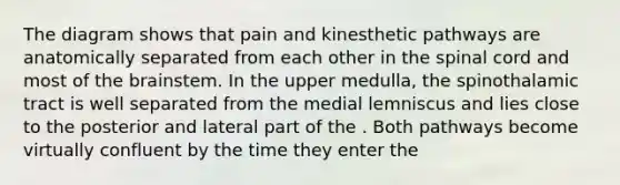 The diagram shows that pain and kinesthetic pathways are anatomically separated from each other in <a href='https://www.questionai.com/knowledge/kkAfzcJHuZ-the-spinal-cord' class='anchor-knowledge'>the spinal cord</a> and most of <a href='https://www.questionai.com/knowledge/kLMtJeqKp6-the-brain' class='anchor-knowledge'>the brain</a>stem. In the upper medulla, the spinothalamic tract is well separated from the medial lemniscus and lies close to the posterior and lateral part of the . Both pathways become virtually confluent by the time they enter the