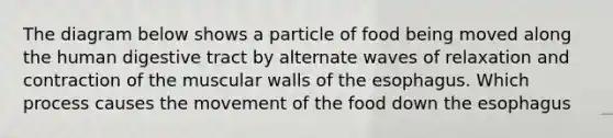 The diagram below shows a particle of food being moved along the human digestive tract by alternate waves of relaxation and contraction of the muscular walls of the esophagus. Which process causes the movement of the food down the esophagus