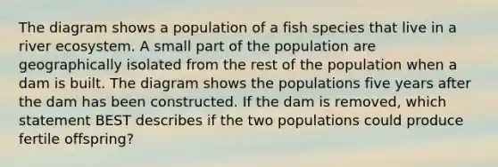 The diagram shows a population of a fish species that live in a river ecosystem. A small part of the population are geographically isolated from the rest of the population when a dam is built. The diagram shows the populations five years after the dam has been constructed. If the dam is removed, which statement BEST describes if the two populations could produce fertile offspring?