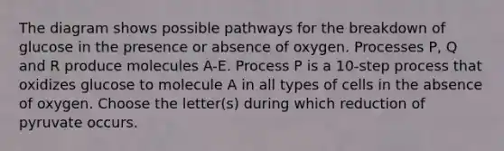 The diagram shows possible pathways for the breakdown of glucose in the presence or absence of oxygen. Processes P, Q and R produce molecules A-E. Process P is a 10-step process that oxidizes glucose to molecule A in all types of cells in the absence of oxygen. Choose the letter(s) during which reduction of pyruvate occurs.