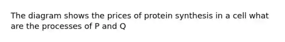 The diagram shows the prices of protein synthesis in a cell what are the processes of P and Q