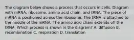 The diagram below shows a process that occurs in cells. Diagram with mRNA, ribosome, amino acid chain, and tRNA. The piece of mRNA is positioned across the ribosome. The tRNA is attached to the middle of the mRNA. The amino acid chain extends off the tRNA. Which process is shown in the diagram? A. diffusion B. recombination C. respiration D. translation