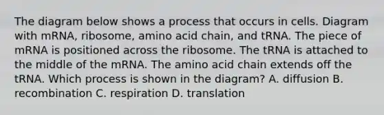 The diagram below shows a process that occurs in cells. Diagram with mRNA, ribosome, amino acid chain, and tRNA. The piece of mRNA is positioned across the ribosome. The tRNA is attached to the middle of the mRNA. The amino acid chain extends off the tRNA. Which process is shown in the diagram? A. diffusion B. recombination C. respiration D. translation