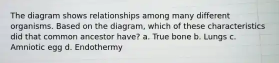 The diagram shows relationships among many different organisms. Based on the diagram, which of these characteristics did that common ancestor have? a. True bone b. Lungs c. Amniotic egg d. Endothermy