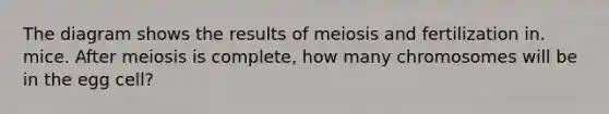 The diagram shows the results of meiosis and fertilization in. mice. After meiosis is complete, how many chromosomes will be in the egg cell?