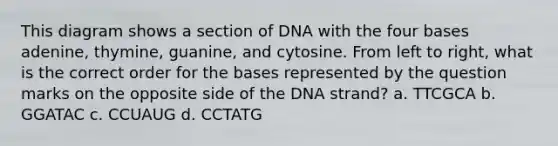 This diagram shows a section of DNA with the four bases adenine, thymine, guanine, and cytosine. From left to right, what is the correct order for the bases represented by the question marks on the opposite side of the DNA strand? a. TTCGCA b. GGATAC c. CCUAUG d. CCTATG