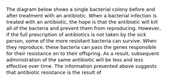 The diagram below shows a single bacterial colony before and after treatment with an antibiotic. When a bacterial infection is treated with an antibiotic, the hope is that the antibiotic will kill all of the bacteria and prevent them from reproducing. However, if the full prescription of antibiotics is not taken by the sick person, some of the more resistant bacteria can survive. When they reproduce, these bacteria can pass the genes responsible for their resistance on to their offspring. As a result, subsequent administration of the same antibiotic will be less and less effective over time. The information presented above suggests that antibiotic resistance is the result of