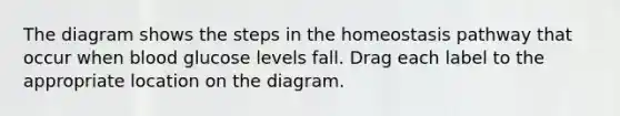 The diagram shows the steps in the homeostasis pathway that occur when blood glucose levels fall. Drag each label to the appropriate location on the diagram.