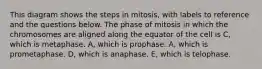 This diagram shows the steps in mitosis, with labels to reference and the questions below. The phase of mitosis in which the chromosomes are aligned along the equator of the cell is C, which is metaphase. A, which is prophase. A, which is prometaphase. D, which is anaphase. E, which is telophase.