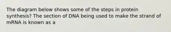 The diagram below shows some of the steps in protein synthesis? The section of DNA being used to make the strand of mRNA is known as a