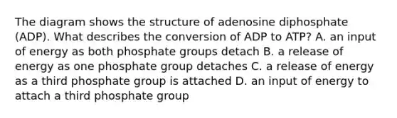 The diagram shows the structure of adenosine diphosphate (ADP). What describes the conversion of ADP to ATP? A. an input of energy as both phosphate groups detach B. a release of energy as one phosphate group detaches C. a release of energy as a third phosphate group is attached D. an input of energy to attach a third phosphate group