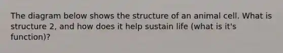 The diagram below shows the structure of an animal cell. What is structure 2, and how does it help sustain life (what is it's function)?