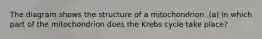 The diagram shows the structure of a mitochondrion. (a) In which part of the mitochondrion does the Krebs cycle take place?
