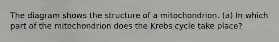 The diagram shows the structure of a mitochondrion. (a) In which part of the mitochondrion does the Krebs cycle take place?