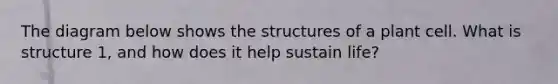 The diagram below shows the structures of a plant cell. What is structure 1, and how does it help sustain life?