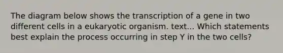 The diagram below shows the transcription of a gene in two different cells in a eukaryotic organism. text... Which statements best explain the process occurring in step Y in the two cells?